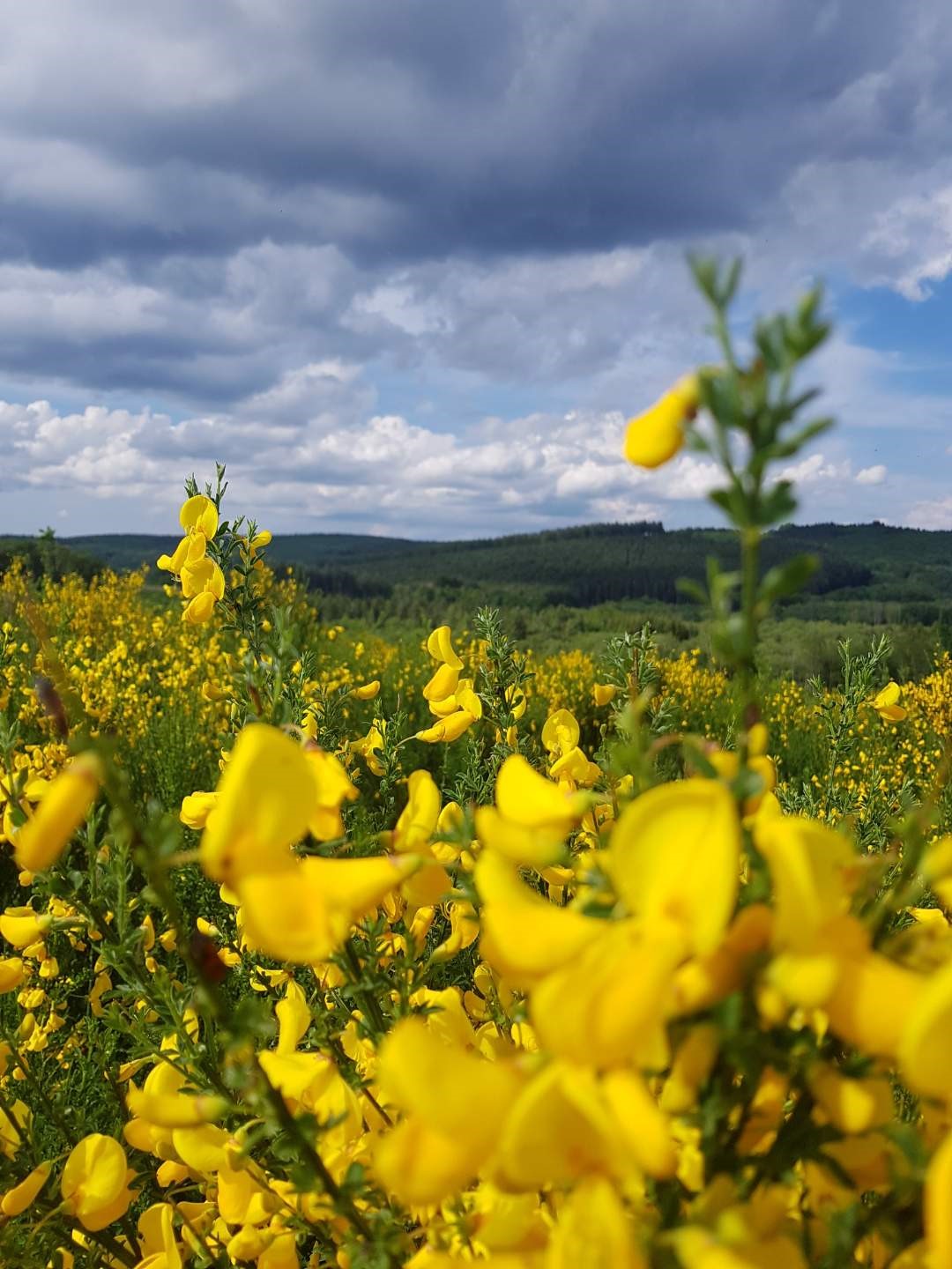 Fleurs-des-champs-1.jpg